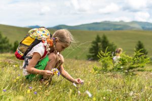 Naturerlebnisse am Falkert auf einer Sommerblumenwiese