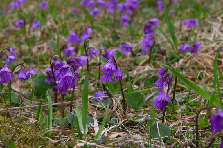 Fruehlingsblumenwiese vor der Falkert-Huette